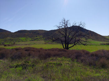 Scenic view of field against clear sky