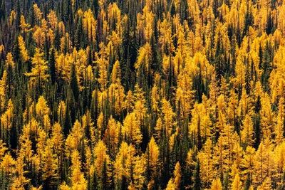 High angle view of pine trees in forest during autumn