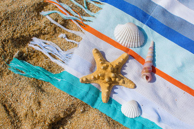 High angle view of animal in sea
