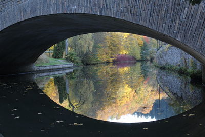 Reflection of trees in water