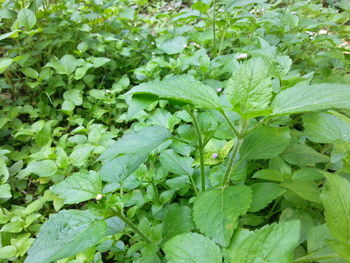 Full frame shot of fresh green plants