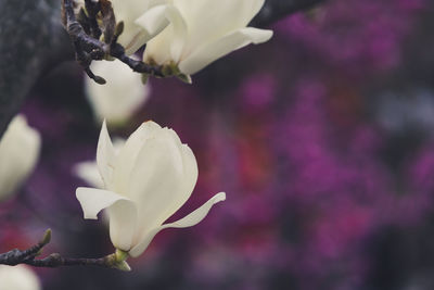 Close-up of white flowers