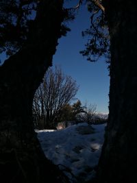 Trees against sky