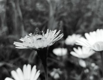 Close-up of butterfly pollinating on flower