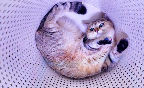High angle view of cat resting