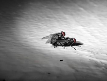 High angle view of bird swimming in lake