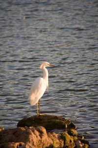View of bird on rock at lake