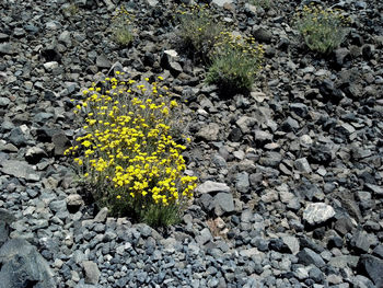 Yellow flowers growing on tree