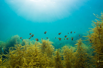 View of fish swimming in sea