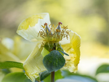 Close-up of yellow flowering plant