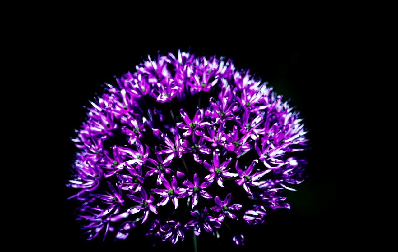 flower, black background, beauty in nature, purple, petal, fragility, studio shot, no people, nature, flower head, night, close-up, freshness, outdoors