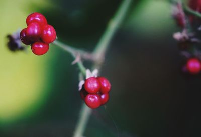 Close-up of cherries on tree