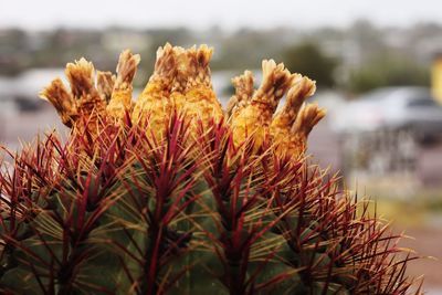 Close-up of cactus