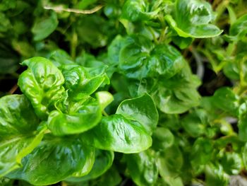 Full frame shot of fresh green leaves