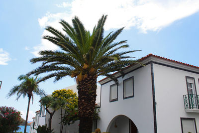 Low angle view of palm tree against sky