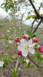 Close-up of pink cherry blossoms