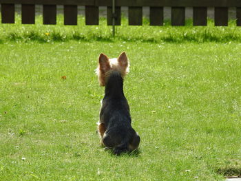 Yorkshire terrier sitting on field