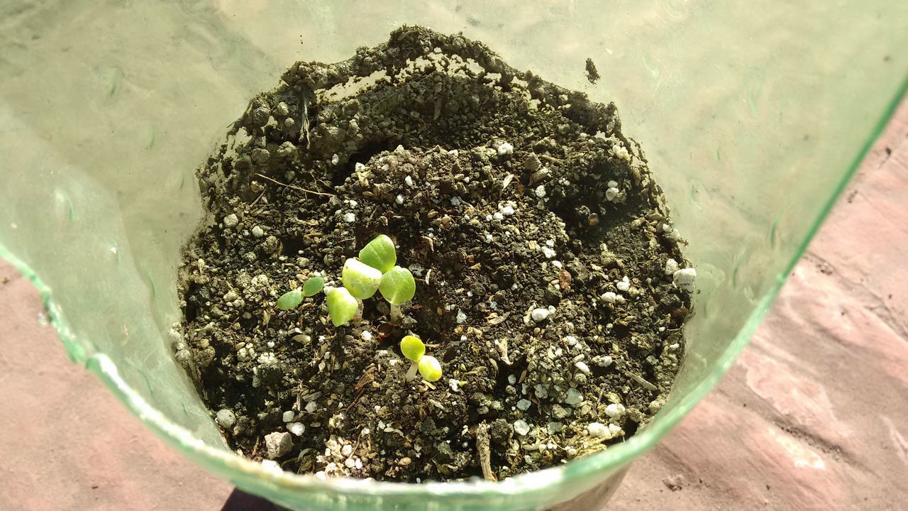 plant, growth, high angle view, beginnings, potted plant, nature, green color, new life, fragility, freshness, growing, selective focus, seedling, soil, young plant, beauty in nature, tranquility, day, dirt, pebble, outdoors, botany, thorn, overhead view