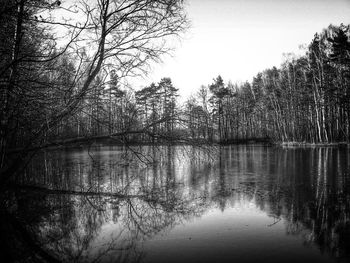 Reflection of trees in water