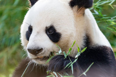 Close-up of an animal