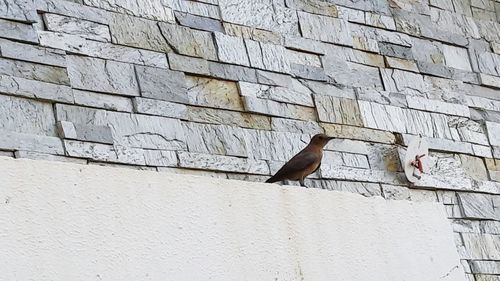 Low angle view of bird on wall