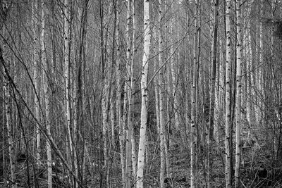 Full frame shot of trees