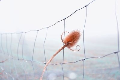 Close-up of dry leaf against sky