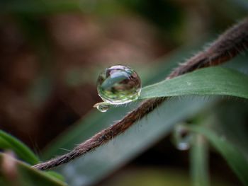 Close-up of raindrops on plant