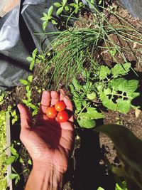 Cropped image of hand holding fruits on plant