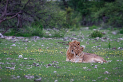 Lion and lioness relaxing on land