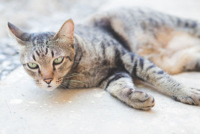 Close-up portrait of a cat