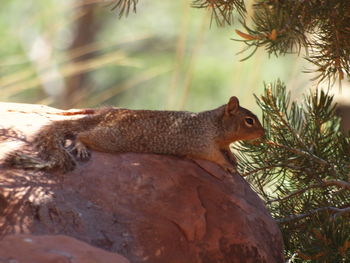 Close-up of squirrel on tree