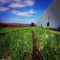 Scenic view of grassy field against sky