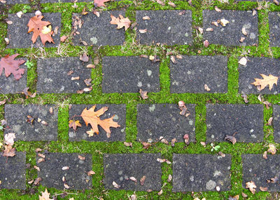 High angle view of autumn leaves on footpath