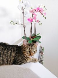 Portrait of cat relaxing on plant