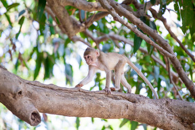 Monkey sitting on tree branch