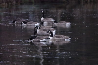 Birds swimming in lake