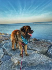 Dog looking at sea shore