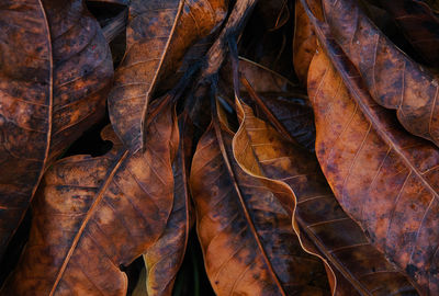 Full frame shot of dried autumn leaves