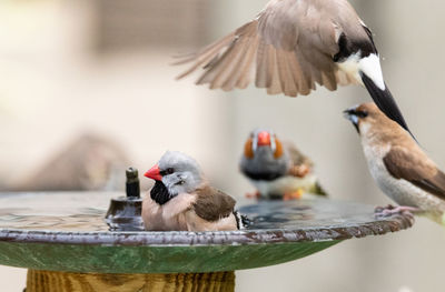 Birds perching on a bird