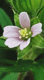 Close-up of flower blooming outdoors