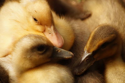 Close-up of young bird