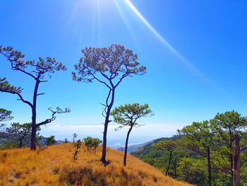 Low angle view of trees against blue sky on sunny day