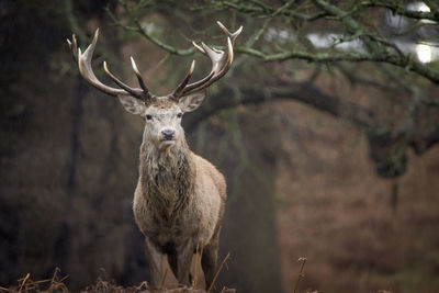 Close-up of deer on field