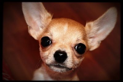 Portrait of a dog