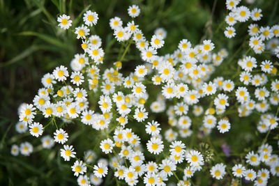 Close-up of yellow flowers blooming on field