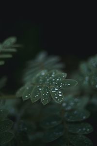 Close-up of raindrops on leaves