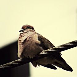 Low angle view of bird perching on tree