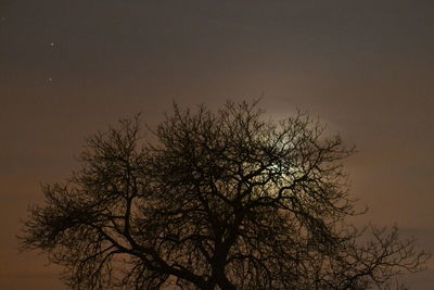 Low angle view of bare tree against sky at night
