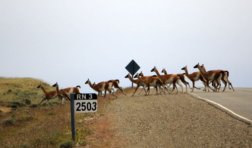 Flock of birds on landscape against sky
